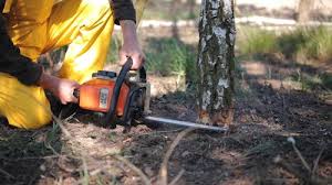 Best Arborist Consultation Services  in Hobart, IN